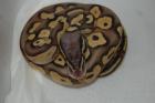 Python regius NZ2021 Butter,Butterpastel,Lesser und Pastel