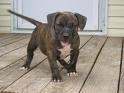 Pitbull Rednose Welpe 9 Wochen alt Top Elterntiere 