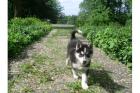 Siberian Husky Welpen mit VDH / DCNH / FCI Papiere!