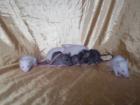 Dumbo ratten suchen liebevolles Zuhause