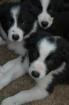 Reinrassige Border Collie Welpen 