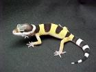 Leopardgecko NZ2021 abzugeben