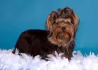 Yorkshire-Terrier Wurfankündigung zum 27.10-0.7978