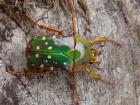 Rosenkäfer, Eudicella, Pachnoda abzugeben