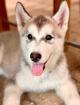 Siberian Husky Welpen / sibirische Huskywelpen