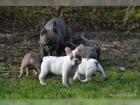 Wunderschöne Welpen Französischer Bulldogge