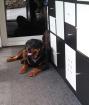 Wunderschöne Rottweilerhündin sucht neue Couch