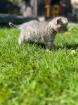 Wuschelweiche Kitten