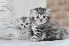 Bkh Silver Tabby Kitten