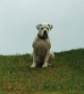 Redwoods American Bulldogs