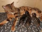 Unsere Süße Bengalkatze Cleo hat 3 Süsse Kitten bekommen!