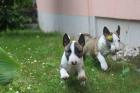 Reinrassiges Miniature Bull-Terrier-Welpen.