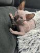 Sphynx Kitten/Katzen