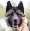 KENDO - American Akita - 3 Jahre - Tierhilfe-Franken e.V.