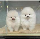 MINI POMERANIAN-BOO WELPEN