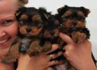 Süße Yorkshire Terrier Welpen aus liebevoller Hobbyzucht (DHS)