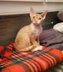 Devon Rex Kater Amour (10 Monate, kastriert) - verspielt und sehr liebevoll