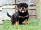 Reinrassige Rottweiler welpen