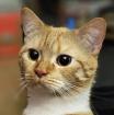 COOKY - europäische Kurzhaarkatze - 1 Jahr - Tierhilfe-Franken e.V.