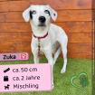 Zuka (w), 2 Jahre, 47 cm, Slowakei