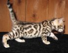 Spitzenklasse BENGAL KITTEN