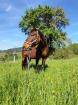 Tschechisches Warmblut – erfahrene Reitperson gesucht für 19-jährige Stute