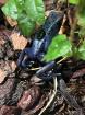 Dendrobates Azureus Nachzuchten