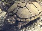 Wasserschildkröte inkl. Aquarium zu verschenken