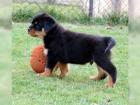 Reinrassige Rottweiler welpen