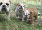 Englische Bulldogge 11 Wochen alt