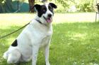 BADOU - Mix - 6 Jahre - Tierhilfe-Franken e.V.