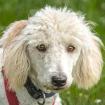 KEFIR - Puli-Mix - 1 Jahr - Tierhilfe-Franken e.V.