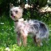 YORKI GIZMO - männlich  15 Jahre  20 cm  1 kg  Mini Yorkshire-Terrier  Gechipt  