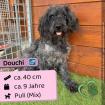 Douchi (m), 9 Jahre, 40 cm, Slowakei