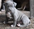 Niedlichen blaue nase pitbull welpen