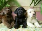 Labrador Retriever Welpen bereit