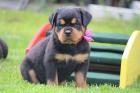 Reinrassige Rottweiler Welpen in liebevolle Hände abzugeben!