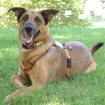 Amy-Ma -  weiblich 7 Jahre 59 cm 31 kg Mali-Schäferhund-Mix Gechipt Nicht kastri