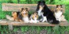 Wurfplanung Shelties am Woogbach