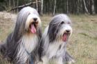 Bearded Collie Welpen