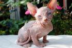 Canadische Sphynxkatzen mit ehrlichen Tasthaaren!