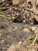 Weibliche Vogelspinnen mit Terrarien