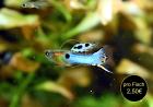 Japan Blue, Endler, Guppy, RARITÄT, reinerbig (Versand/ Abholung)