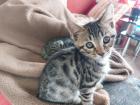 Maine coon/ bengal mix kitten