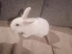 Junge Kaninchen