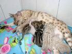 Wunderschöne Bengal Kitten mit Stammbaum