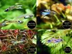 Endler, Guppy, reinerbig, ab 1, 50€ (Versand/ Abholung)