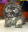 Lhasa Apso Welpen