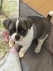 Welpen/ Retromops