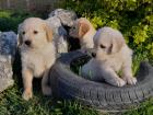 Golden Retriever Welpen abzugeben